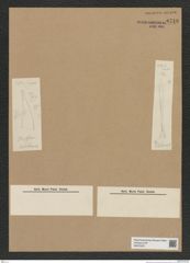 Diatomeae indet. Zeichnungen Sammlung Grunow Nr. 6718 (NHMW-BOT-W0375527)